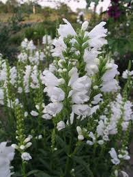 Check spelling or type a new query. Physostegia Miss Manners Bluestone Perennials