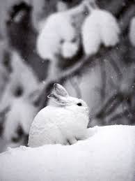 Check spelling or type a new query. Snowshoe Hare