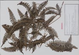 Image result for Gleicheniaceae