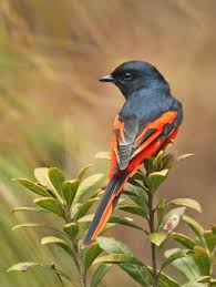 Long Tailed Minivet Beautiful Birds Birds Bird Species