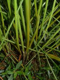 Image result for Eleocharis dulcis