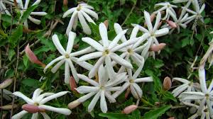 Image result for Jasminum multipartitum