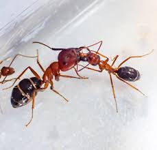 نتیجه جستجوی لغت [ants] در گوگل