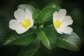 Image result for Ludwigia adscendens
