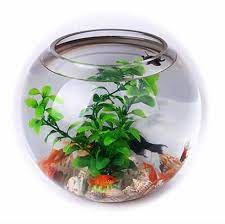 Desain Aquarium Air Tawar Model Terbaik Harga Murah Hingga Sekarang