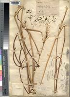 Image result for Cleistachne