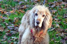#2 best value of 107 places to stay in caye caulker. Vierbeiner Des Monats November Tobi Der Traurige Cocker Spaniel Das Solingenmagazin