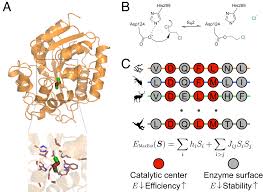 Enhancing computational enzyme design by a maximum entropy strategy | PNAS
