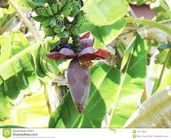 Tentu ini menjadi terobosan penting di bidang perbaikan gizi, sebab jantung ini kan murah dan terbukti efektif lejitkan nafsu makan dalam program perbaikan gizi. Banana Blossom Or Jantung Pisang On A Background Of Nature Stock Photo Image Of Fruit Salad 110113548