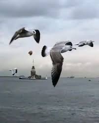nnor21 adli kullanicinin video panosundaki pin video resimler gunbatimlari videografi