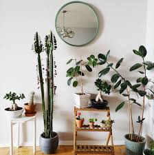 Indoor plants decoration makes your living space more comfortable, breathable, and luxurious. What A Plant Corner