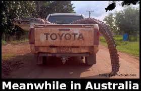 Funny Meanwhile In Crocodile Australia Joke Picture Meanwhile In Australia Australian Crocodile Australia
