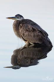 Dawna Moore Photography Blue Heron In Reflection St Marks Wildlife Refuge Florida Blue Heron Wildlife Heron Art