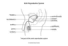Male Reproductive System Problems Canadian Cancer Society