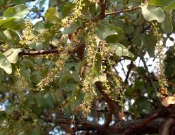 Image result for Pappea capensis