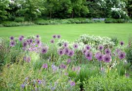 If you don't already consider onions to be gorgeous garden additions, we're about to change your mind with these ornamental balls of joy! Everything You Need To Know About Ornamental Alliums Gardenista