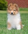 Shetland Sheepdogs for Sale | Dogs on Oodle Classifieds