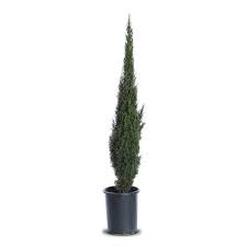 Image result for Cupressus sempervirens