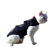 Kedi Elbiseleri Modelleri Ve Fiyatlari N11 Com
