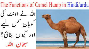 There are two types of camels: How Camels Store Water In Hindi And Urdu Youtube