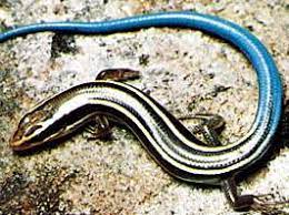 Five Lined Skink Reptile Britannica