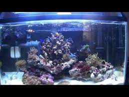 Beginner And Nano Reef Corals Nano Reef Tank Reef Tank Reef