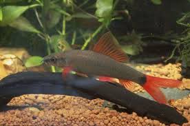Rainbow Shark I Have One Freshwater Sharks Aquarium Fish Freshwater Fish