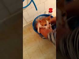 Kedi Nasil Yikanir Aciklama Bolumunde Ayrintilar Ile Yazdim Youtube