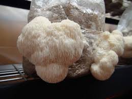 Reishi mushroomis known for its amazing healing properties. Pan India Lions Mane Mushroom Hericium Erinaceus Packaging Type Carton Packaging Size 5 Kg Rs 8500 Kilogram Id 23118628812