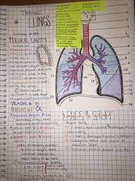 Anatomy Thorax Notes Nursing School Notes Medical Student Study Medical School Essentials