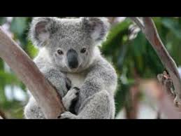 Ketika kamu memikirkan australia, sulit untuk tidak berpikir tentang binatang mereka yang sangat unik dan menggemaskan. Mengenal Koala Binatang Imut Asal Benua Australia Youtube