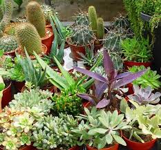 30% compuesto organico, 30% arena, 20% vermiculita, 10% perlita, 5% humus, 5% carbonilla. Sustratos Para Cactus Revista De Flores Plantas Jardineria Paisajismo Y Medio Ambiente