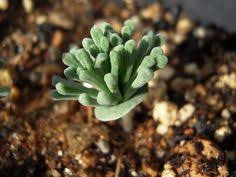 Image result for Eriospermum andongense