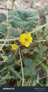 Image result for Cucumis humifructus