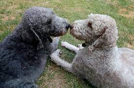 Bedlington Whippet Lurcher Ultimate Guide All You Need To Know