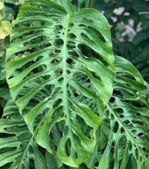Image result for Pteronia acuminata