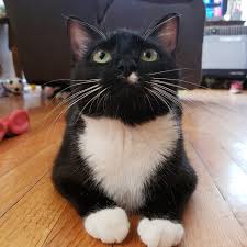 However, my cats sometimes do this when they have hairballs inside their stomach that they just can't get out. I Have A 10 Month Old Cat Who Keeps Throwing Up Hairballs What Kind Of Food Should I Switch Her To To Help Her Out Shes Currently On Purine One Healthy Kitten