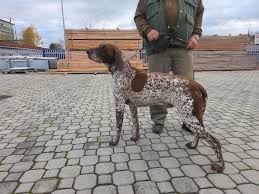 Image result for německý ohař krátkosrstý