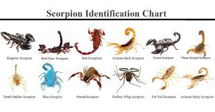 Types Of Scorpions Scorpion Indentification Chart Key Guide Diagram Types Of Snake Scorpion Chart