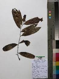 Image result for Ixora burundiensis