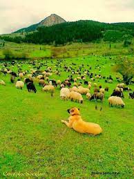 koyunlari bekleyen kangal kopegi artvin cevaplarsorular kangal kopegi kopek hayvanlar