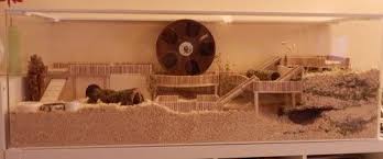 Fragen Und Erfahrung Rund Um Mano Nager Terrarien Gehegebau Und Planung Hamster Gehege Hamster Ideen Hamster Lebensraum