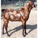 Male Sirohi Goat at Rs 280/unit in Karnal | ID: 11013093830