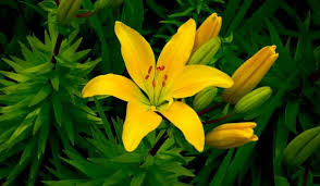 I got so sick of having sleepless nights. Types Of Yellow Lilies And How To Care For Them Crate And Basket