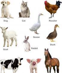 A review of the top three bird species that make the best pets for children. Learning Various Domestic Animals And Pets With Pictures Free Printable Worksheets For Kids