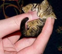 The World S Smallest Cat Cats Pretty Cats Small Cat