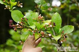 Image result for Rauvolfia mannii