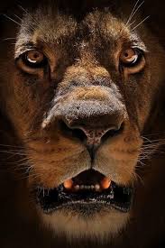Stunning Wildlife On Twitter Animals Animals Beautiful Wild Cats