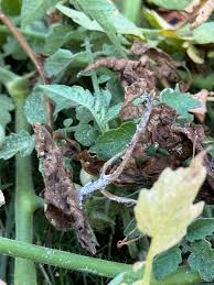 Image result for Mealybug cucumber