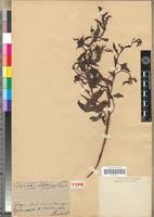 Image result for Ludwigia erecta